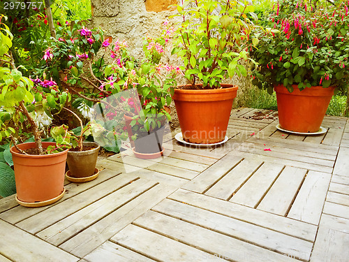 Image of Variety of flowers and plants in summer garden