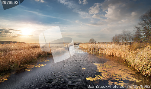 Image of Dry reeds on the river