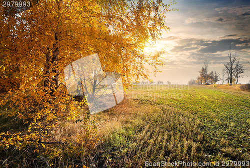 Image of Autumn in the field