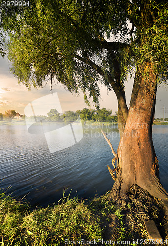 Image of Willow on the river