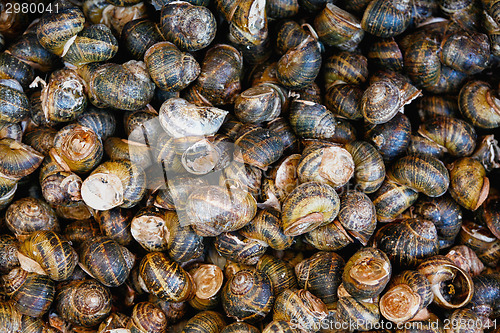 Image of Escargot display