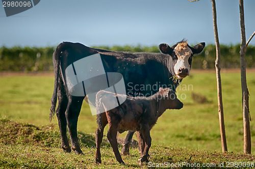 Image of Cow on a summer pasture