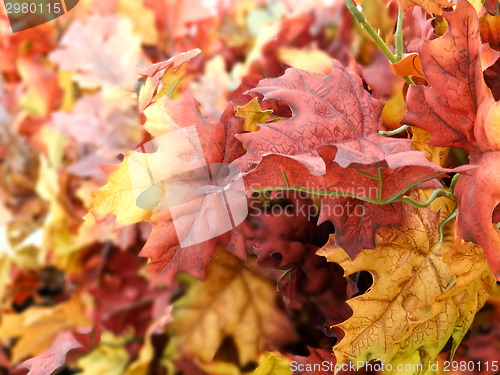 Image of Autumn red oak leaves