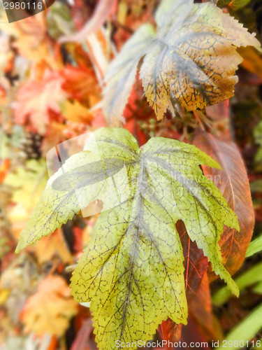 Image of Autumn red oak leaves