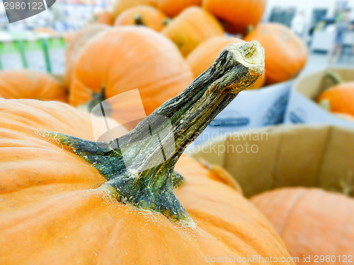 Image of harvested pumpkins in store for sale