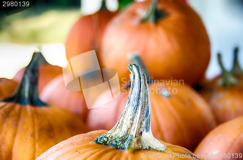 Image of Pumpkins in the wooden box preparing for sale