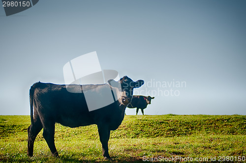 Image of Cow on a summer pasture