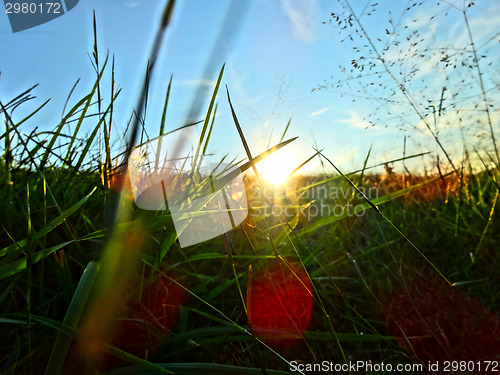 Image of Green grass and blue sky with sunset