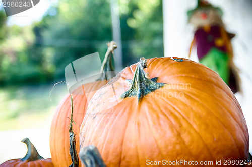 Image of Pumpkins in the wooden box preparing for sale