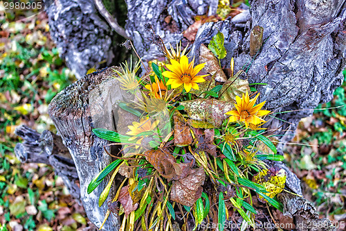 Image of green grass, yellow flowers and brown leaves