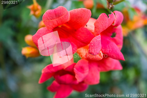 Image of Bignonia campsis flower