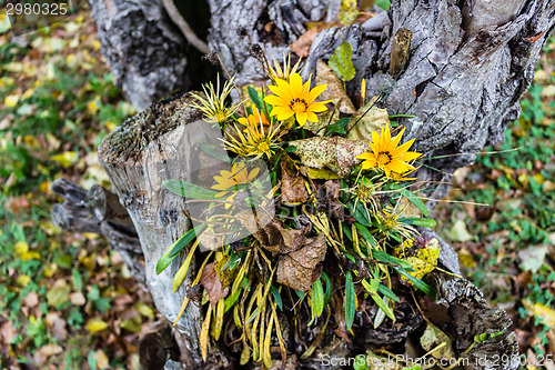 Image of green grass, yellow flowers and brown leaves