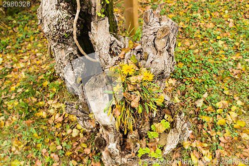 Image of green grass, yellow flowers and brown leaves