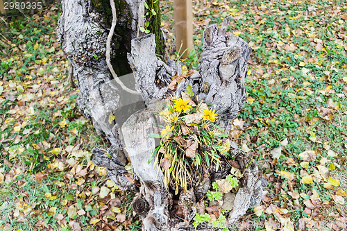 Image of green grass, yellow flowers and brown leaves