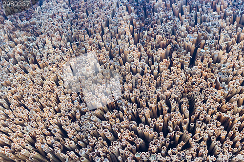 Image of Marsh Plants Huts 