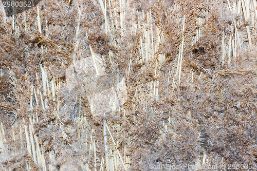 Image of Marsh Plants Huts 