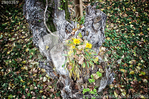 Image of green grass, yellow flowers and brown leaves