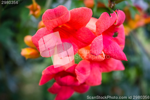 Image of Bignonia campsis flower