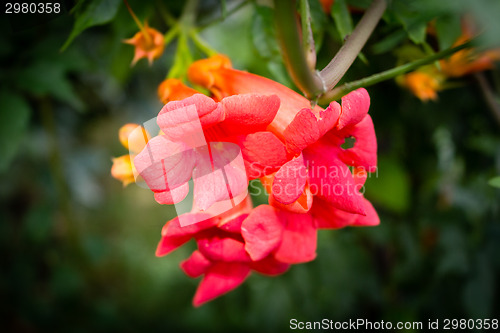 Image of Bignonia campsis flower