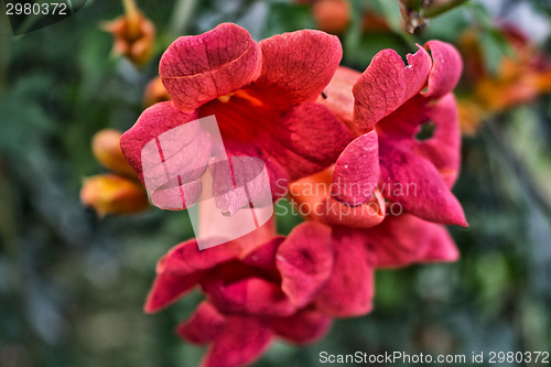 Image of Bignonia campsis flower