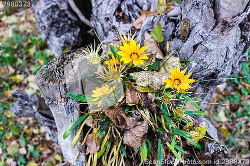 Image of green grass, yellow flowers and brown leaves