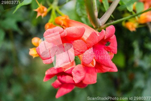 Image of Bignonia campsis flower