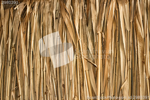 Image of Marsh Plants Huts 