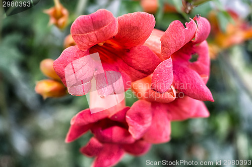 Image of Bignonia campsis flower