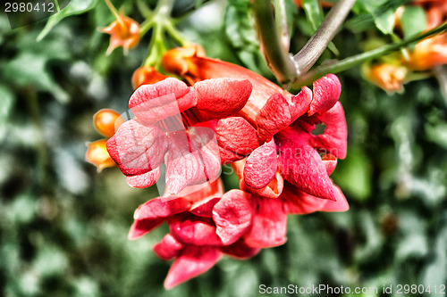 Image of Bignonia campsis flower