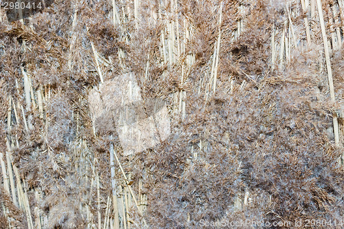 Image of Marsh Plants Huts 