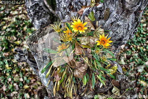 Image of green grass, yellow flowers and brown leaves