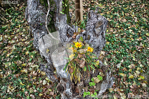 Image of green grass, yellow flowers and brown leaves