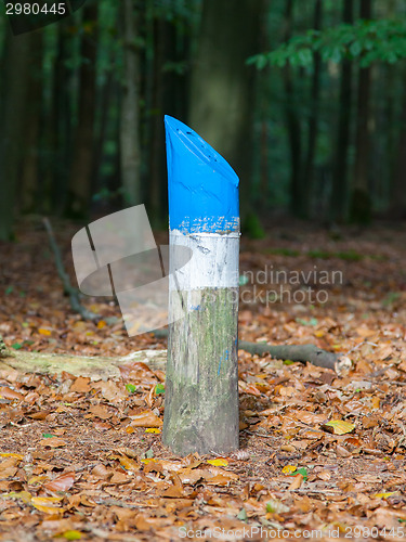 Image of Painted marking in a dutch forrest