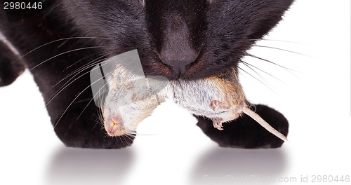 Image of Black cat with his prey, a dead mouse