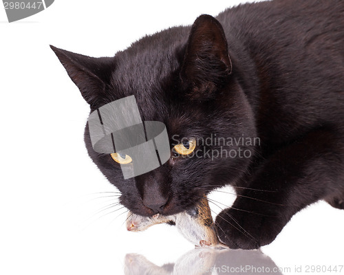 Image of Black cat with his prey, a dead mouse