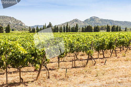 Image of Provence vineyard