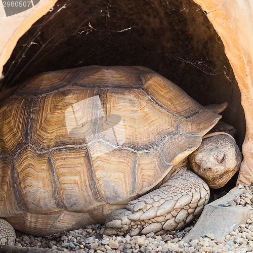 Image of African Spurred Tortoise