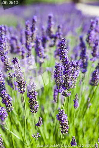 Image of Lavander field