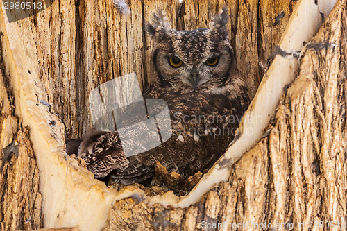 Image of Spotted Eagle Owl