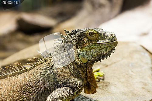 Image of Green Iguana