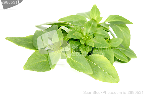 Image of Basil