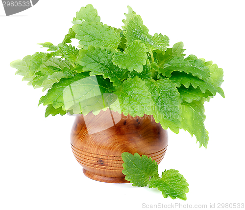 Image of Lemon Balm