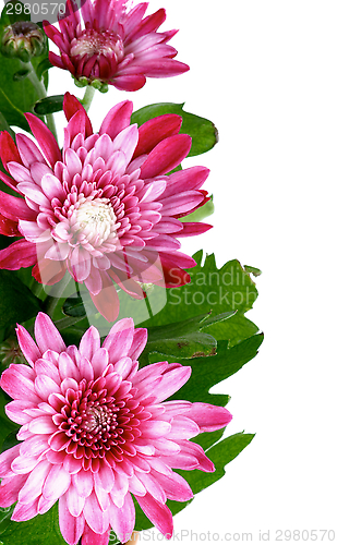 Image of Pink Chrysanthemum