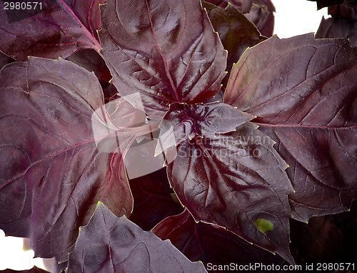 Image of Purple Basil