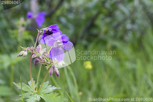 Image of woodland cranesbill