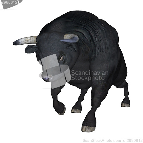 Image of Bull