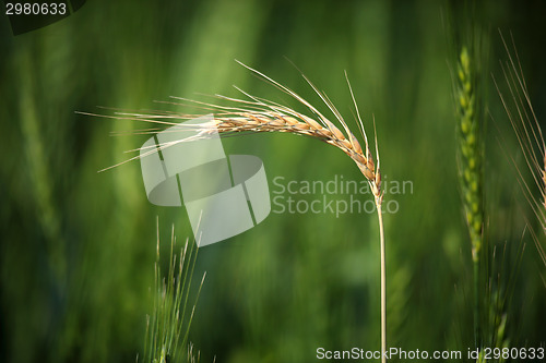 Image of Wheat Crop