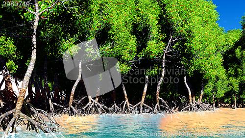 Image of Red mangroves 