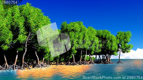 Image of Red mangroves 