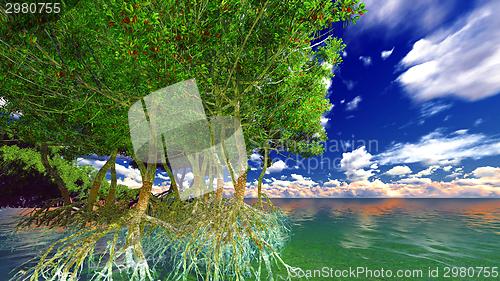 Image of Red mangroves 